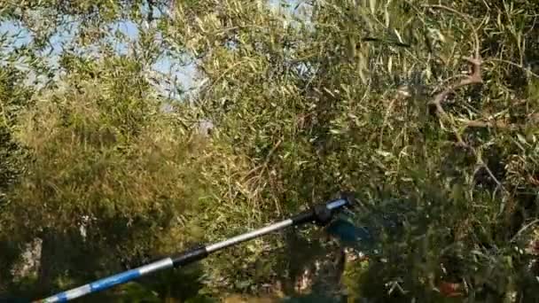 伸縮式電気機械、スローモーションを使用してツリーからオリーブを選ぶ男。イタリア リグーリア州の収穫。イタリアのオリーブ オイルの生産、有機農場のオリーブ果樹園. ストック動画