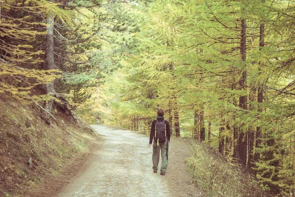 İtalyan Fransız Alpleri Karaçam ağacı orman içinde yürüyüş backpacker. Renkli sonbahar sezonu. Tonda ve decontrasted görüntü. — Stok fotoğraf