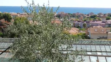 Zeytin ağacından teleskopik elektrik makine kullanarak toplama adam. Görünümü Liguria, İtalya deniz ve kıyı kenti. İtalyan zeytinyağı üretimi, organik tarım zeytin Bahçesi.