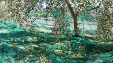 Taze zeytin toplama zeytin ağacı ve şube ile net üzerinde. Liguria, İtalya, Taggiasca veya Caitellier çeşidinde hasat. Zeytinyağı üretimi, hasat sonbahar, organik çiftlik zeytin bahçesi içinde.