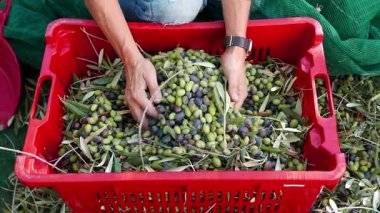 Kadın zeytin plastik kutu için elinden bırakma. Zeytinyağı üretimi, sonbaharda hasat. Taggiasca çiçekleri, Liguria, İtalya. Ağır çekim.