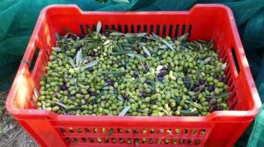 Taze zeytin kutusunda ve malzeme çekme net üzerinde. Liguria, İtalya, Taggiasca veya Caitellier çeşidinde hasat. Zeytinyağı üretimi, hasat sonbahar, organik çiftlik zeytin bahçesi içinde.