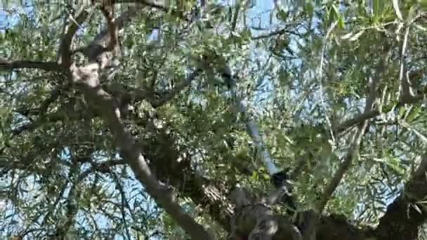 Homme cueillant des olives dans un arbre à l'aide d'une machine électrique télescopique en Ligurie, Italie. Production d'huile d'olive italienne, ferme biologique oliveraie . 