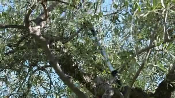 리구리아 주, 이탈리아에서에서 망원경 전기 기계를 사용 하 여 나무에서 올리브를 수확 하는 남자. 이탈리아 올리브 오일 생산, 유기 농장 올리브 과수원. — 비디오