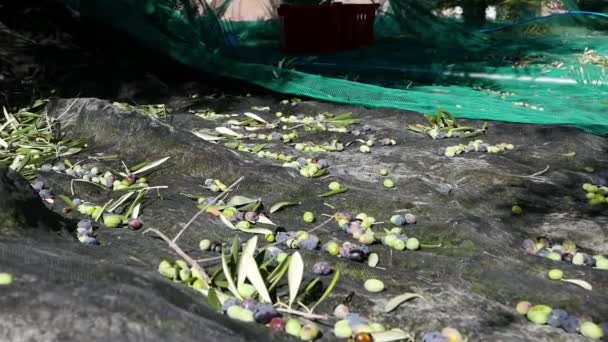 Aceitunas frescas en la red de recolección con olivo y rama. Cosecha en Liguria, Italia, Taggiasca o Cultivo Caitellier. Producción de aceite de oliva, cosecha en otoño, huerto de olivos ecológico . — Vídeos de Stock