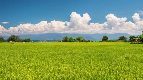 Panorama sobre un paisaje impresionante y exuberantes campos de arroz verde en Sulawesi, Indonesia. Cielo azul y nubes blancas se reúnen en la montaña en el horizonte — Vídeo de stock