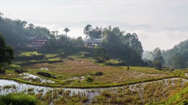 Tipik tekne ile küçük geleneksel köy güzel teraslı pirinç paddies arasında pastoral konumda çatı ve Tana Toraja, Güney Sulawesi, Endonezya ormanda şeklinde
