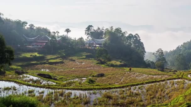 Klein traditioneel dorp met typische boot vormige daken op idyllische locatie tussen prachtige terrasvormige rijstvelden en jungle in Tana Toraja, Zuid-Sulawesi, Indonesië — Stockvideo