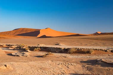 Sossusvlei Namibya Afrika seyahat hedef. Kum tepeleri ve akasya ağaçları, Namib Naukluft Milli Parkı, Namib Çölü ile kil tuz pan.