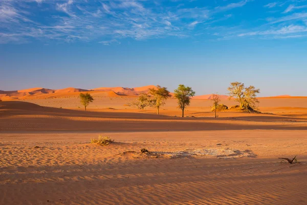 Sossusvlei Namibie, destination voyage en Afrique. Dunes de sable et poêle à sel argileux aux acacias, parc national du Namib Naukluft, désert du Namib . — Photo