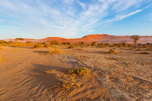 Sossusvlei Namibie, destination voyage en Afrique. Dunes de sable et poêle à sel argileux aux acacias, parc national du Namib Naukluft, désert du Namib . — Photo