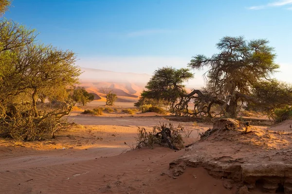 Sossusvlei Namíbia, cênica sal de argila plana com árvores trançadas Acacia e dunas majestosas de areia. Namib Naukluft National Park, destino de viagem em África — Fotografia de Stock