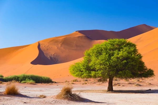 SOSSUSVLEI Namibië, schilderachtige klei zout vlak met gevlochten acaciabomen en majestueuze zandduinen. Namib Naukluft Nationaal Park, reis-bestemming in Afrika — Stockfoto