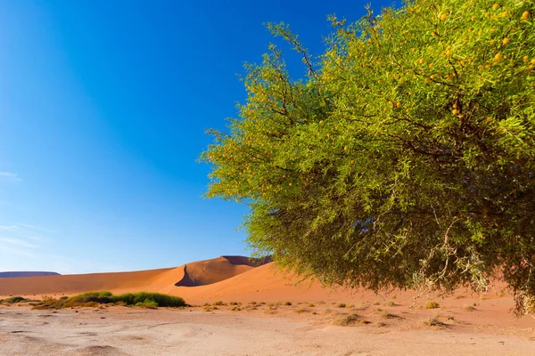 Sossusvlei Namibia, scenic clay salt flat with braided Acacia trees and majestic sand dunes. Namib Naukluft National Park, travel destination in Africa — Stock Photo, Image