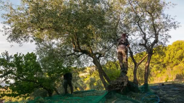 Farm worker picking olives from tree, time lapse. Taggiasca or Caitellier harvesting in Liguria, Italy. Olive oil production, organic farm olive orchard. — Stock Video