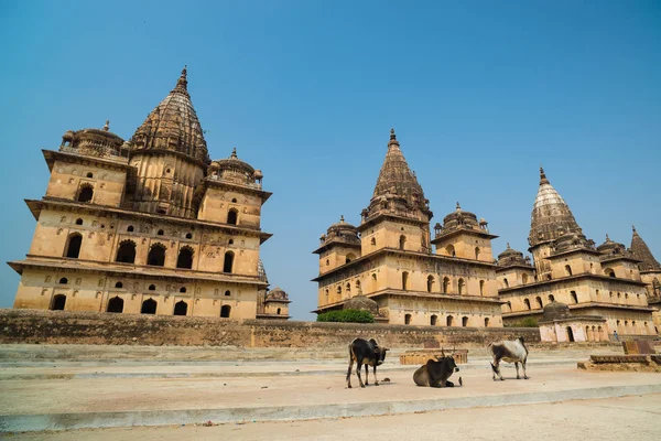 Cenotaphs in Orchha, Madhya Pradesh. Ook gespeld Orcha, bekende reisbestemming in India. Koeien, blauwe hemel, groothoek. — Stockfoto