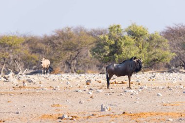 Mavi Wildebeest ormanda yürüyüş. Yaban hayatı Safari etkin Milli Parkı'nda, ünlü seyahat hedef Namibya, Afrika.