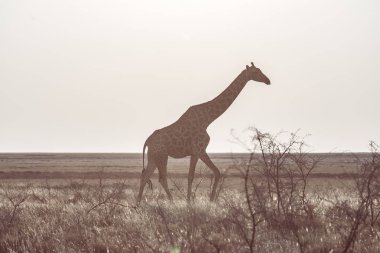 Çöl pan ormanda yürüyüş zürafa. Yaban hayatı Safari etkin Milli Parkı'nda, ana hedef Namibya, Afrika seyahat. Profil görünümü.