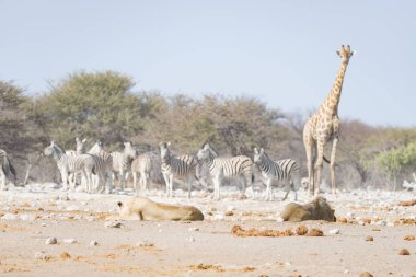 Zürafa yere uzanarak lions yakınındaki yürüme. Yaban hayatı safari etkin Milli Parkı'nda, Namibya, Afrika turistik cazibe.
