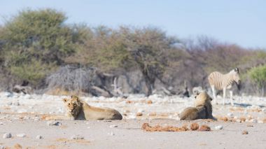 Yerde yatan aslan. Zebra (defocused) arka planda kesintisiz yürüyüş. Yaban hayatı safari etkin Milli Parkı'nda, Namibya, Afrika turistik cazibe.
