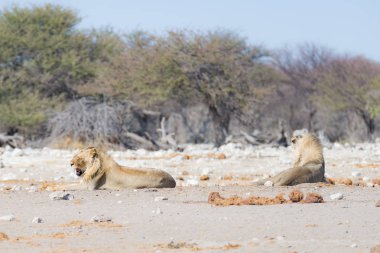 Yerde yatan aslan. Zebra (defocused) arka planda kesintisiz yürüyüş. Yaban hayatı safari etkin Milli Parkı'nda, Namibya, Afrika turistik cazibe.