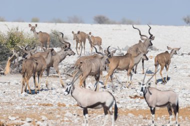 Sürüyü Kudu Okaukuejo su birikintisinin içme. Yaban hayatı Safari etkin Milli Parkı'nda, görkemli seyahat hedef Namibya, Afrika.