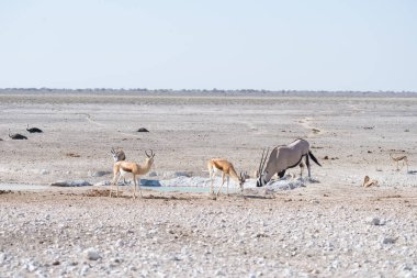Afrika bozkırında, görkemli Etosha Milli Parkı 'nda duran Afrika antilopları Namibya, Afrika' daki en iyi seyahat yeridir..