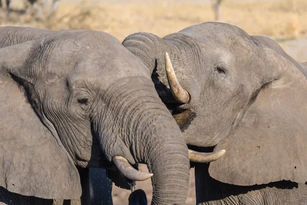 Elefante africano cerca, bebiendo. Safari de Vida Silvestre en el Parque Nacional Chobe, destino de viaje en Botswana, África . — Foto de Stock