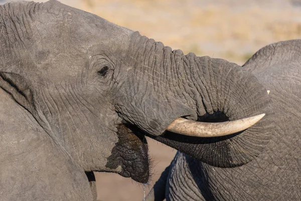 Elefante africano cerca, bebiendo. Safari de Vida Silvestre en el Parque Nacional Chobe, destino de viaje en Botswana, África . — Foto de Stock