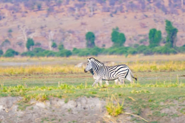 Zebre nel Parco Nazionale del Chobe, Botswana. Safari naturalistico nei parchi nazionali africani e nelle riserve faunistiche . — Foto Stock