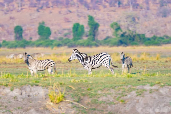 Zebror i den Chobe National Park, Botswana. Viltsafari i afrikanska nationalparker och naturreservat. — Stockfoto