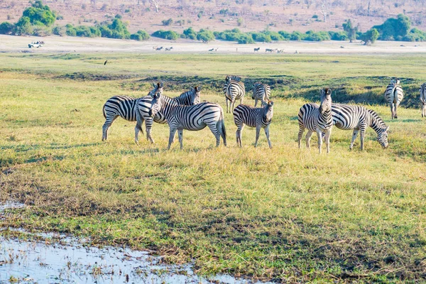 Zebras no Parque Nacional Chobe, Botsuana. Safari de vida selvagem nos parques nacionais africanos e reservas de vida selvagem . — Fotografia de Stock