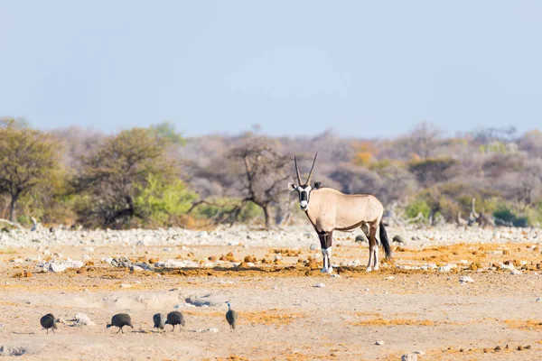 Oryx stojący w kolorowy krajobraz majestatyczny Etosha Parku Narodowego, Najlepsza podróż przeznaczenia w Namibia, Afryka. — Zdjęcie stockowe