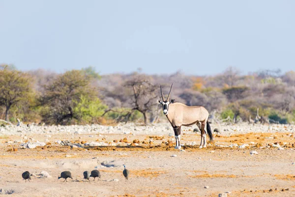 カラフルな風景の雄大なエトーシャ国立公園、最高でオリックス立っている旅行先にナミビア、アフリカ. — ストック写真