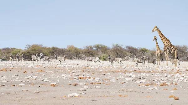 Giraffa che cammina nel cespuglio sulla padella del deserto. Wildlife Safari nel Parco Nazionale di Etosha, la principale destinazione di viaggio in Namibia, Africa. Vista profilo . — Foto Stock