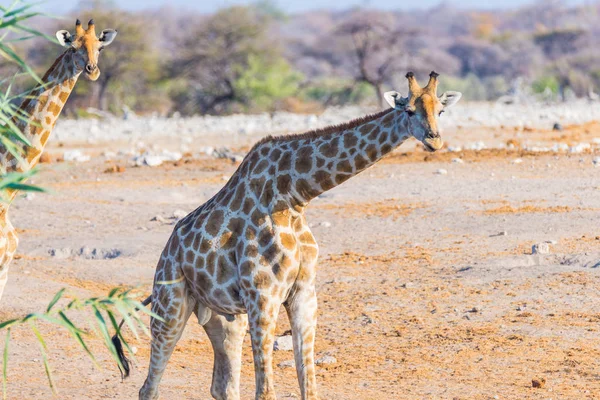 长颈鹿在灌木丛中行走在沙漠上泛。野生动物的 Safari 在埃托沙国家公园，主要的旅游目的地在纳米比亚，非洲。配置文件视图. — 图库照片