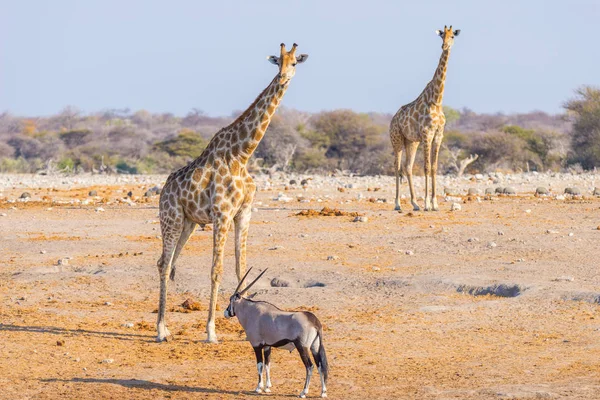 长颈鹿在灌木丛中行走在沙漠上泛。野生动物的 Safari 在埃托沙国家公园，主要的旅游目的地在纳米比亚，非洲。配置文件视图. — 图库照片