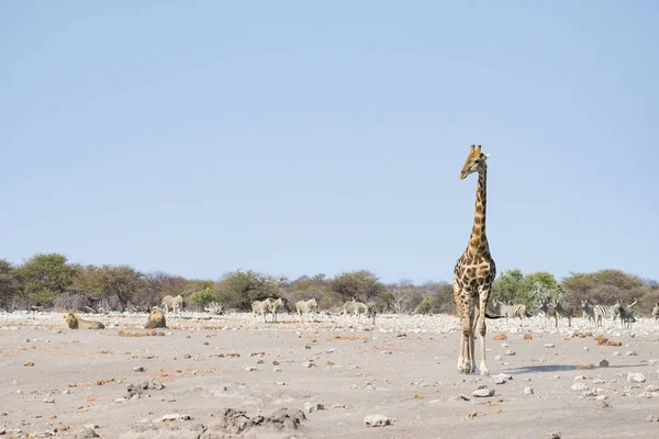 기린 사자 바닥에 누워 근처 산책. 야생 동물 사파리 Etosha 국립 공원, 나미비아, 아프리카에서에서 주요 관광 명소에. — 스톡 사진