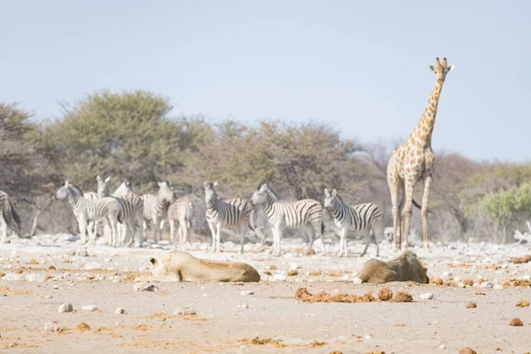 Żyrafa, chodzenie w pobliżu lions leżącej na ziemi. Wildlife safari w parku narodowym Etosha, główną atrakcją turystyczną w Namibia, Afryka. — Zdjęcie stockowe