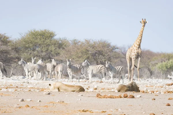 Jirafa caminando cerca de leones acostados en el suelo. Safari de vida silvestre en el Parque Nacional Etosha, principal atracción turística en Namibia, África . —  Fotos de Stock