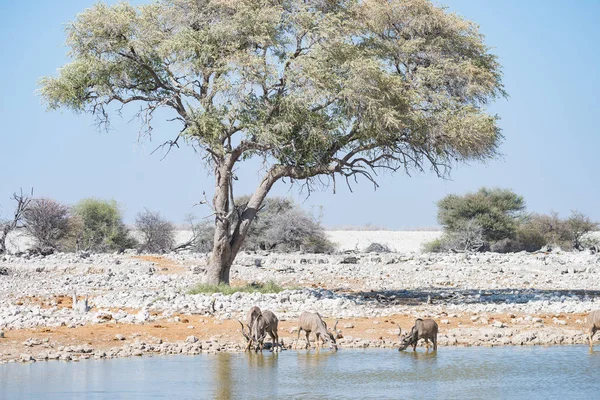 Manada de Kudu a beber do poço do Okaukuejo. Safari de vida selvagem no Parque Nacional de Etosha, majestoso destino de viagem na Namíbia, África . — Fotografia de Stock