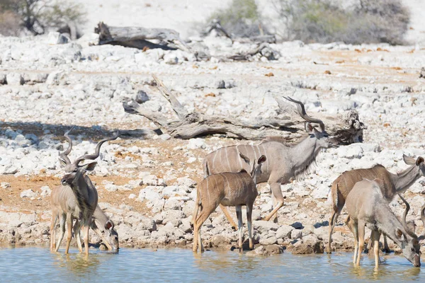 Branco di Kudu che beve dalla pozza d'acqua di Okaukuejo. Safari naturalistico nel Parco Nazionale di Etosha, maestosa destinazione turistica in Namibia, Africa . — Foto Stock