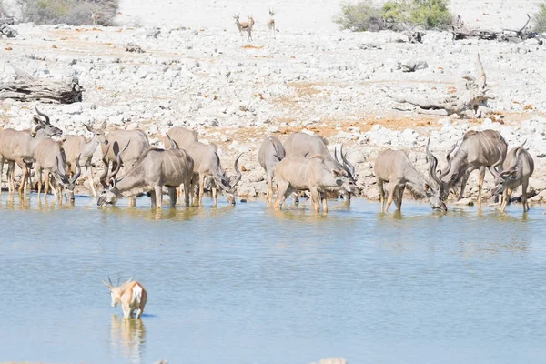 Manada de Kudu bebiendo del pozo de Okaukuejo. Safari de Vida Silvestre en el Parque Nacional Etosha, majestuoso destino turístico en Namibia, África . — Foto de Stock