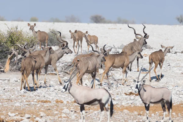 Csorda Kudu iszik Okaukuejo például víznyelő. Vadon élő állatok Safari a Etosha Nemzeti Park, fenséges úticél Namíbia, Afrika. — Stock Fotó