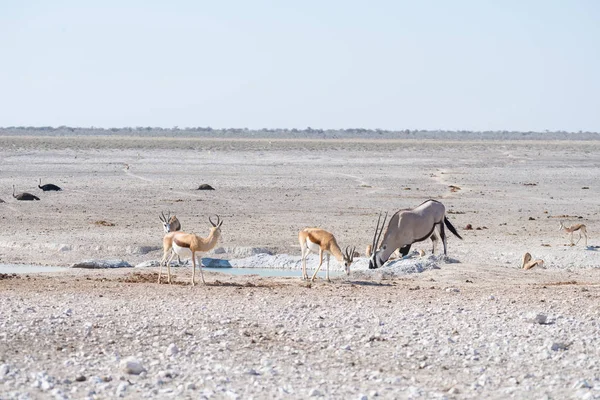 Oryx de pie en la sabana africana, el majestuoso Parque Nacional Etosha, mejor destino de viaje en Namibia, África . — Foto de Stock