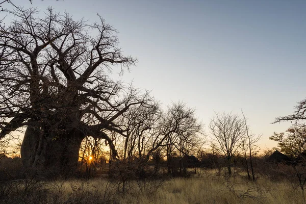 Büyük Baobab bitki ile Afrika Savannah mavi gökyüzü güneş doğarken temizleyin. Botsvana, Afrika'da en çekici seyahat destionation. — Stok fotoğraf