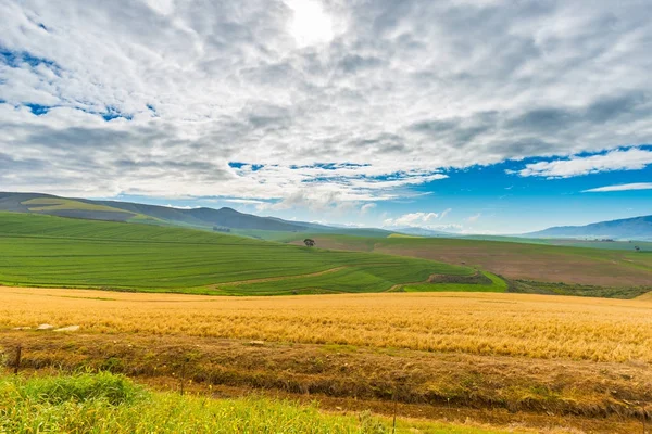 Campos y fincas cultivadas con cielo escénico, agricultura paisajística. Sudáfrica interior, cultivos de cereales . — Foto de Stock