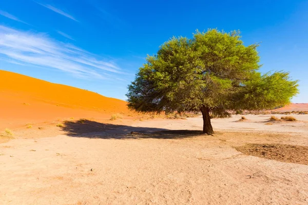Sossusvlei 나미비아, 아름 다운 클레이 소금 꼰된 아카시아 나무와 장엄한 모래 언덕 플랫 나 Naukluft 국립 공원, 아프리카에서 여행 목적지 — 스톡 사진