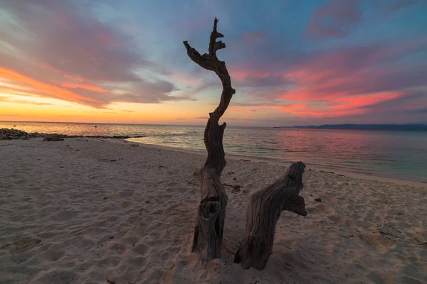 Trenzado esquelético tronco de árbol con romántica puesta de sol colorido en la playa de Tanjun Karang, Sulawesi Central, Indonesia. Amplio ángulo de disparo, larga exposición, movimiento borroso . —  Fotos de Stock