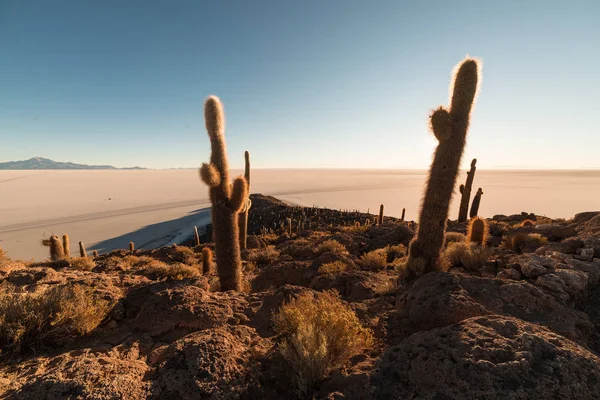 Uyuni Salt Flat al amanecer, destino de viaje en Bolivia y Sudamérica. Cumbre de la Isla Incahuasi con cactus brillantes . — Foto de Stock